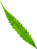 hero leaf 4
