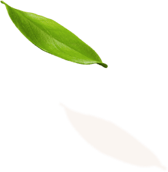 hero leaf 5