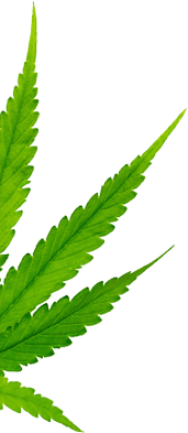 hero leaf 2 1